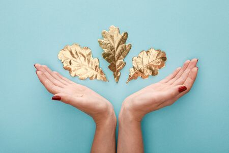 top view of female hands near autumnal golden foliage on blue backgroundの写真素材