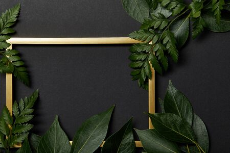 top view of empty golden frame on black background with copy space and green fern leavesの写真素材