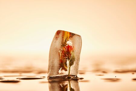 clear transparent ice cube with frozen flower on yellow illuminated backgroundの写真素材
