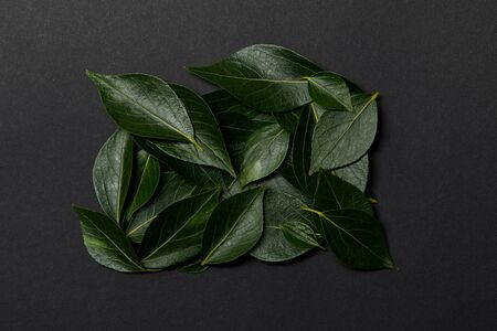 top view of green fresh leaves on black backgroundの写真素材