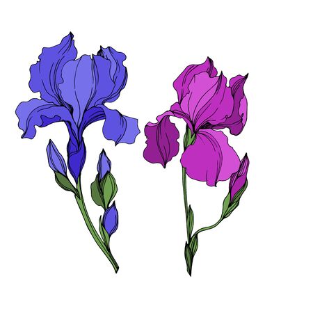 Vector Irises floral botanical flowers. Wild spring leaf wildflower isolated. Blue and purple engraved ink art. Isolated irises illustration element on white background.のイラスト素材