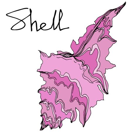 Vector Summer beach seashell tropical elements. Black and white engraved ink art. Isolated shell illustration element on white background.のイラスト素材