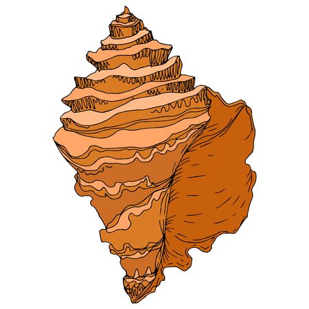 Summer beach seashell tropical elements. Black and white engraved ink art. Isolated shells illustration element on white background.のイラスト素材