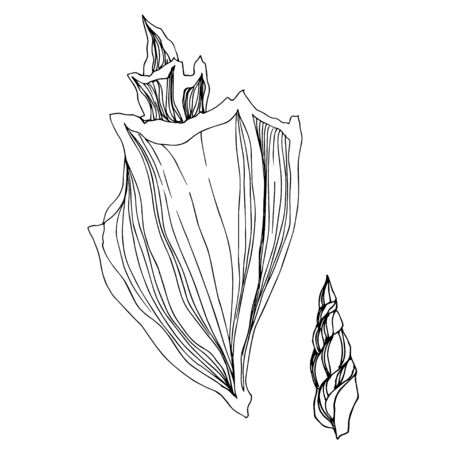 Vector Summer beach seashell tropical elements. Black and white engraved ink art. Isolated shell illustration element on white background.のイラスト素材