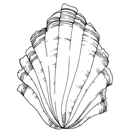 Vector Summer beach seashell tropical elements. Black and white engraved ink art. Isolated shells...