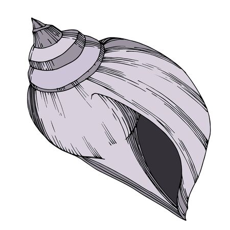 Vector Summer beach seashell tropical elements. Black and white engraved ink art. Isolated shells illustration element on vhite background.のイラスト素材