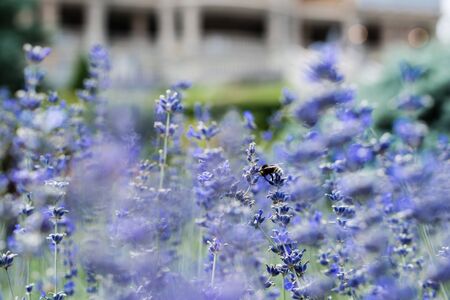 selective focus of blossoming purple lavender flowers in summertime