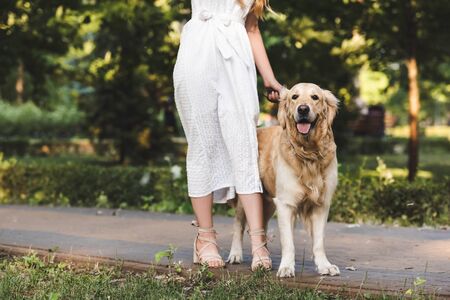 cropped view of girl in white dress walking with golden retrieverの写真素材