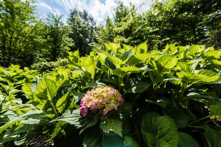 selective focus of pink blooming flowers near green fresh leaves in parkの写真素材