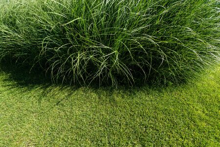 selective focus of fresh and green grass in summertime