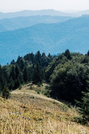 selective focus of mountains with green trees against sky