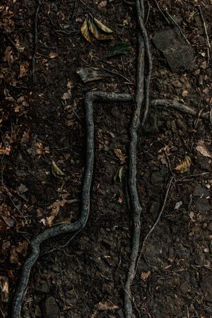 top view of dry leaves on ground near rootsの写真素材