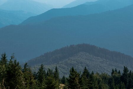 evergreen fir trees near tranquil mountains