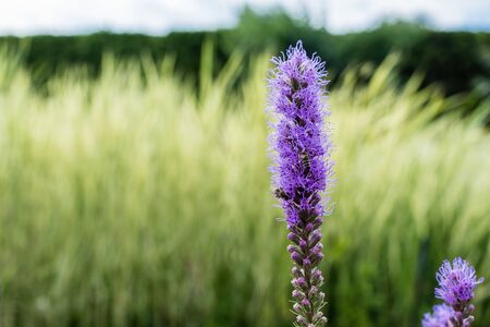 selective focus of blooming purple lupines in summertimeの写真素材
