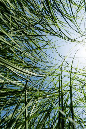 selective focus of green and fresh grass in parkの写真素材