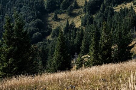 golden field with barley on hill near green treesの写真素材