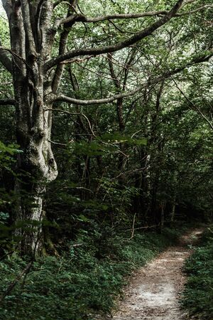 sunlight on path near pine trees in woods