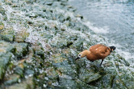 selective focus of gull standing on stones in river with flowing waterの写真素材