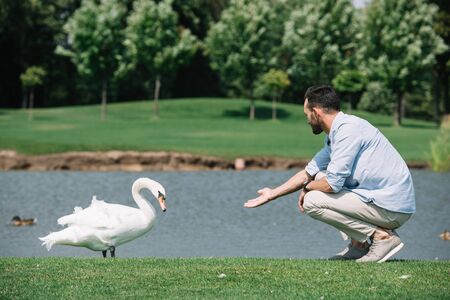 young man standing with outstretched hand near white swan in parkの写真素材