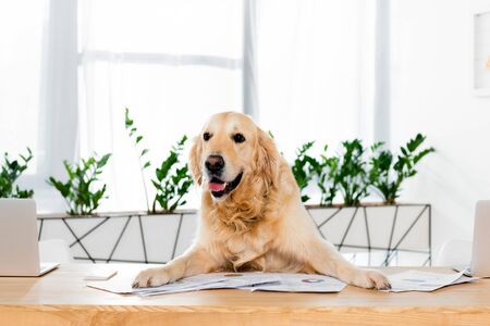 cute golden retriever sitting at table with documents in officeの写真素材