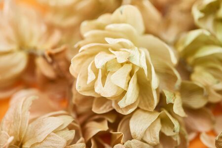 close up view of dry hops near petals on yellow backgroundの写真素材