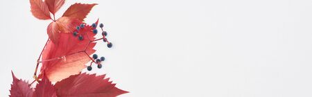 panoramic shot of wild grapes branch with red leaves and berries isolated on white