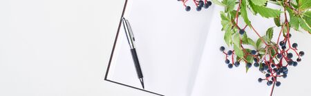 panoramic shot of blank notebook with pen near branch of wild grapes with green leaves and berries isolated on whiteの写真素材