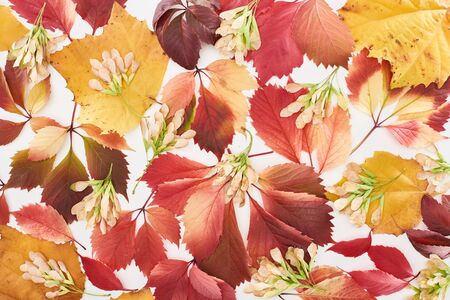 top view of maple seeds, colorful red and yellow leaves of wild grapes, alder and maple isolated on...