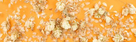 panoramic shot of scattered dry hops near petals on yellow backgroundの写真素材