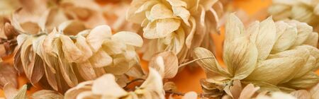 close up view of dry hop seed cones on yellow, panoramic shotの写真素材