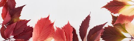 panoramic shot of colorful autumn leaves of wild grapes isolated on whiteの写真素材