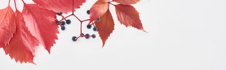 panoramic shot of wild grapes branch with red leaves and berries isolated on whiteの写真素材