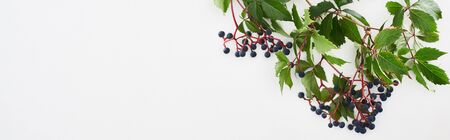 panoramic shot of wild grapes branch with green leaves and berries isolated on white