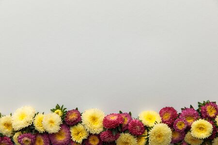 top view of yellow and purple asters on white background with copy spaceの写真素材
