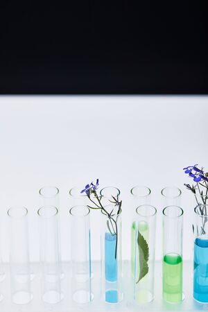 glass test tubes with liquid and plants on white table isolated on blackの写真素材