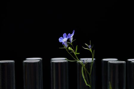glass test tubes with purple plant isolated on blackの写真素材