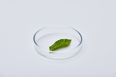 green leaf on test glass on white surfaceの写真素材