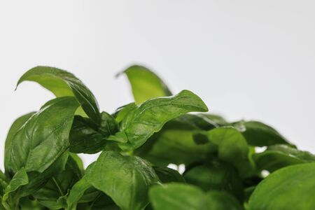 close up view of green fresh basil leaves isolated on whiteの写真素材