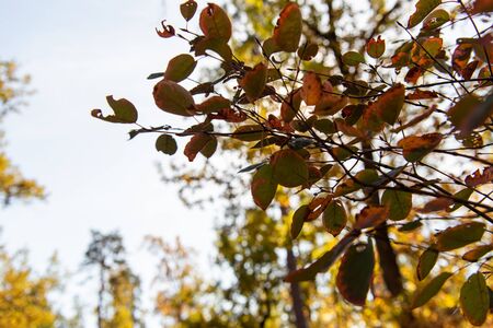 close up view of golden foliage on tree branch at daytime