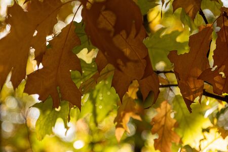 close up view of maple leaves in autumnal forest in sunlight