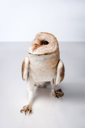 beautiful wild barn owl isolated on white with copy spaceの写真素材