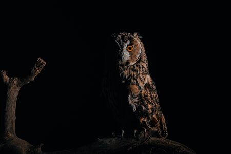 cute wild owl sitting on wooden branch in dark isolated on black