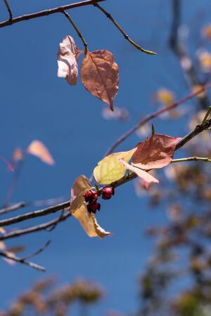Close up view of yellow leaves and berries on branches with blue sky at background