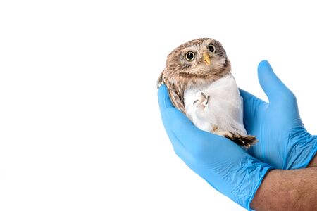 cropped view of veterinarian holding wild injured owl isolated on whiteの写真素材