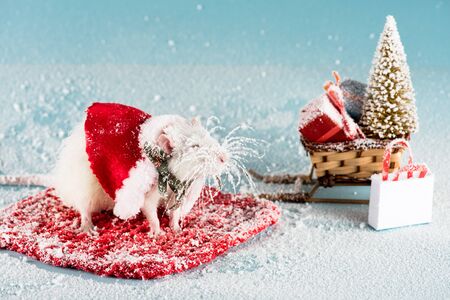 rat in costume and wicker sled with christmas tree and gift boxes in New Yearの写真素材