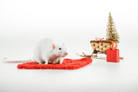 rat on red carpet and wicker sled with christmas tree in New Yearの写真素材