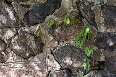 Stone and concrete texture with green branch of wild grapeの写真素材