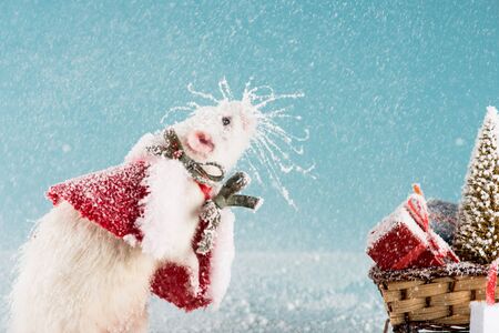 rat in costume and wicker sled with christmas tree and gift boxes in New Yearの写真素材