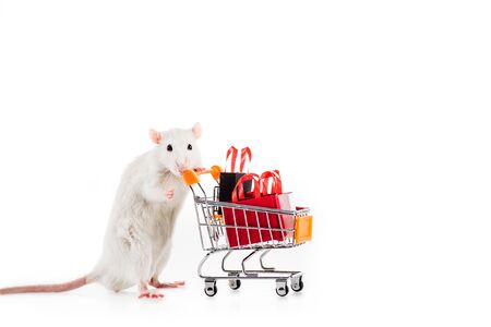 rat holding shopping cart with shopping bags on white background in New Yearの写真素材