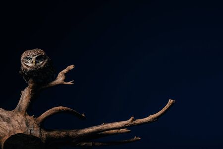 cute wild owl on wooden branch isolated on black with copy spaceの写真素材